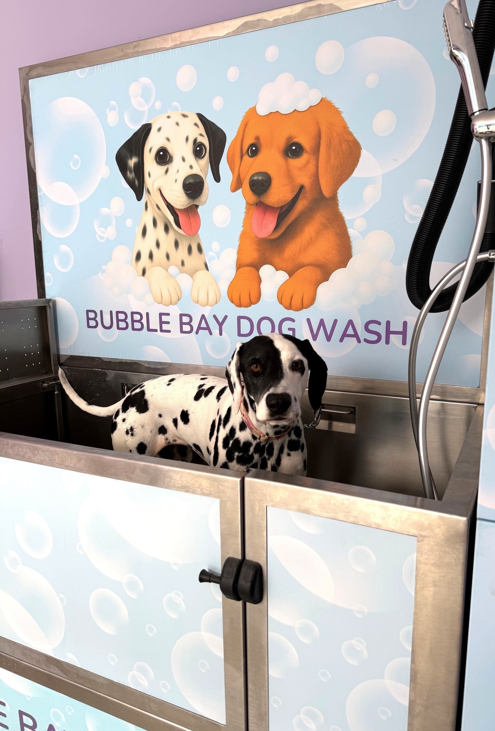 Happy dog being washed at Bubble Bay dog wash station